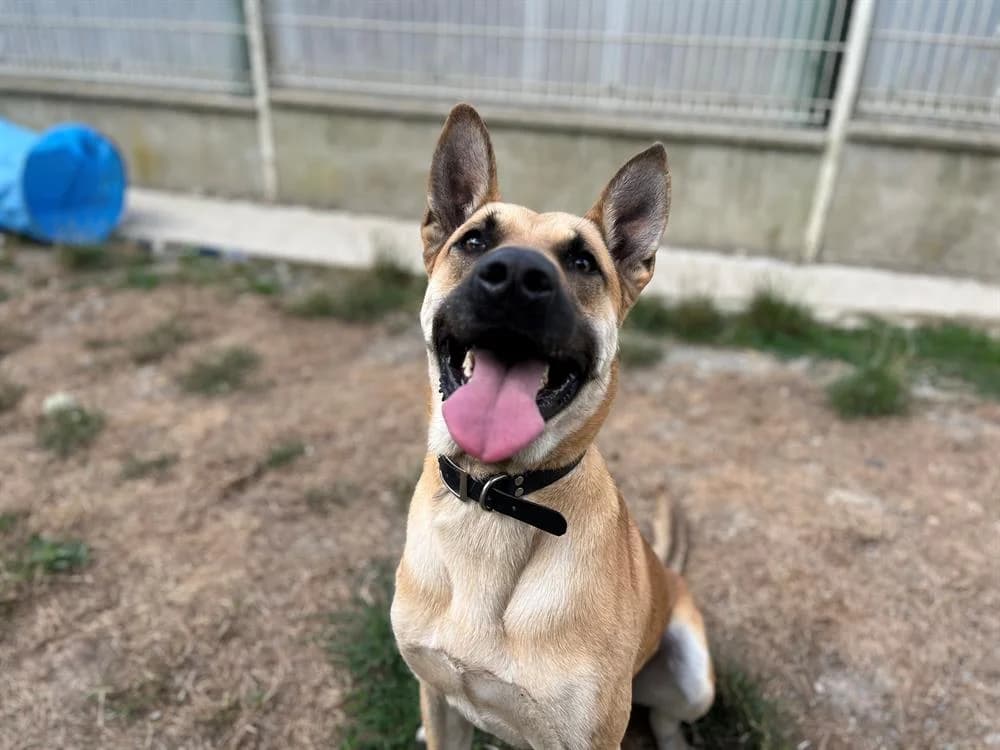 TITAN, male 3yo Mixed Breed for adoption at SPA Le Mans (Yvré-L'Évêque)
