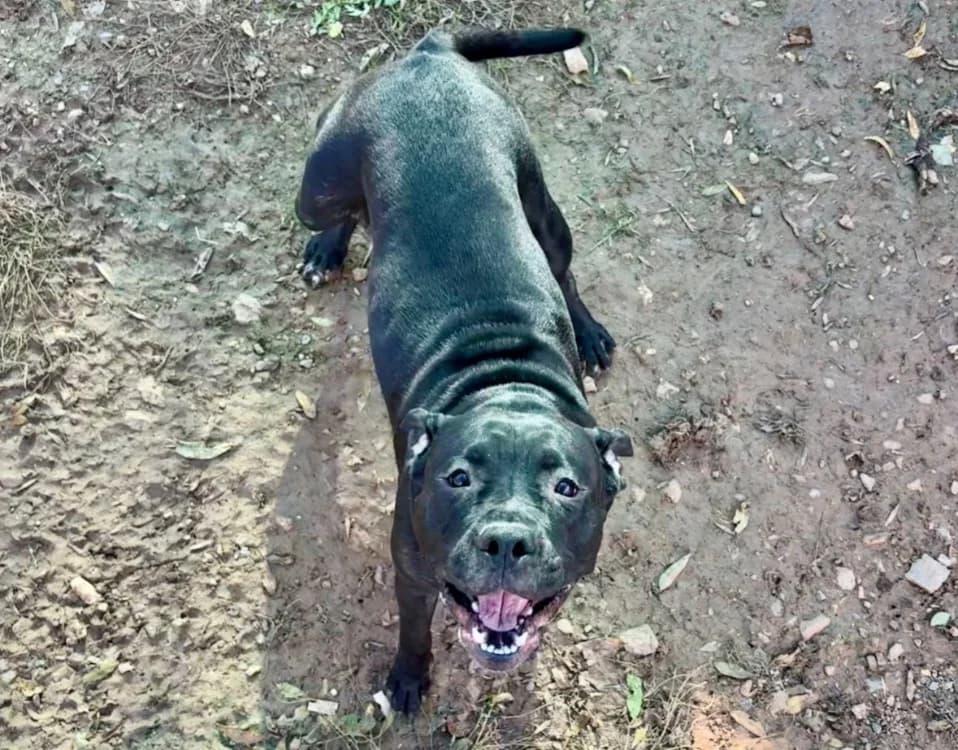 Boulette, female young Mixed Breed for adoption at SPA Albi (Le Garric), Albi