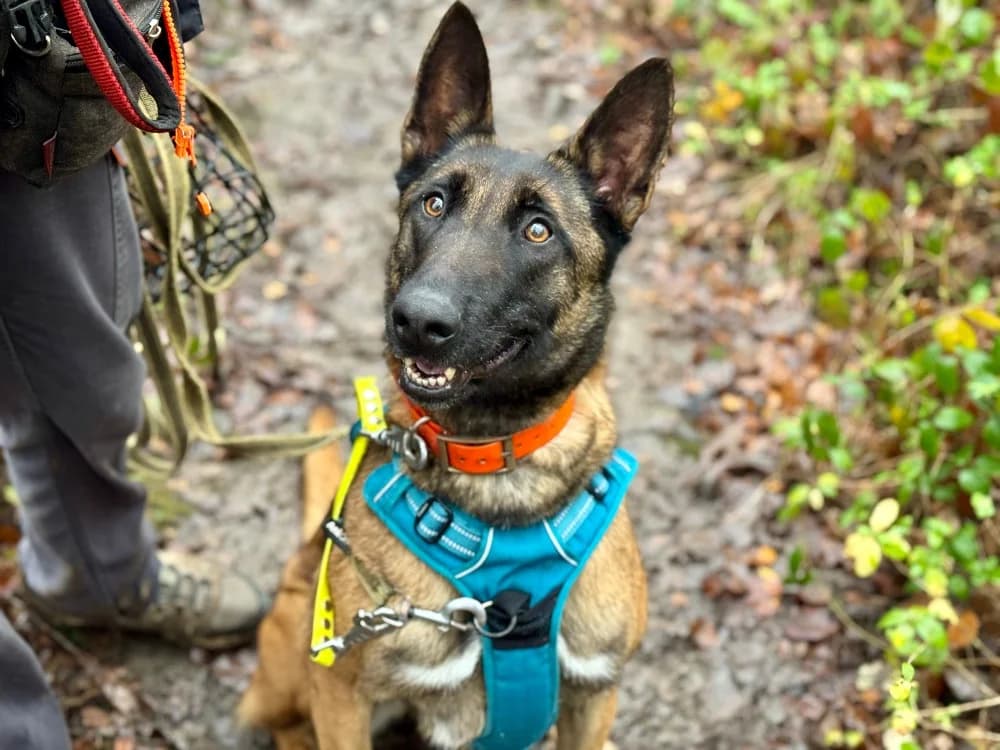 MOLLY, female 4yo Belgian Malinois for adoption at SPA Orgeval, Orgeval