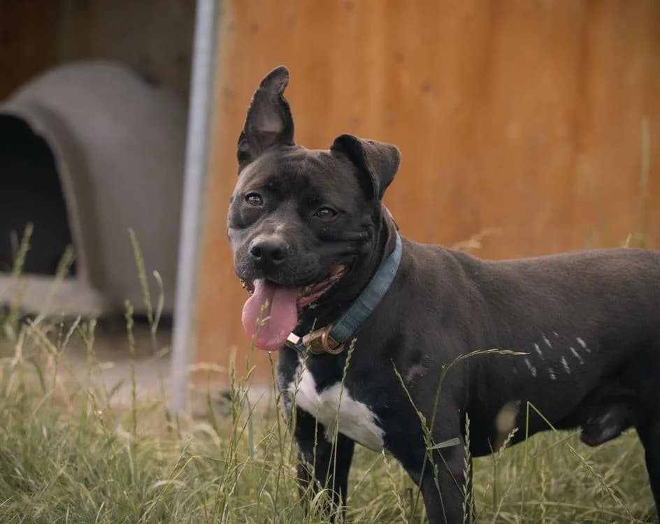 Reglisse, male senior Staffordshire Bull Terrier for adoption at SPA Rennes, Rennes