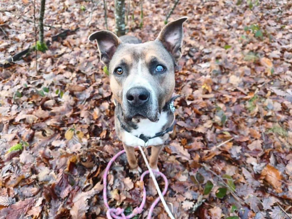 TAYRON, male 3yo mixed breed for adoption at SPA Vichy (Brugheas), Vichy