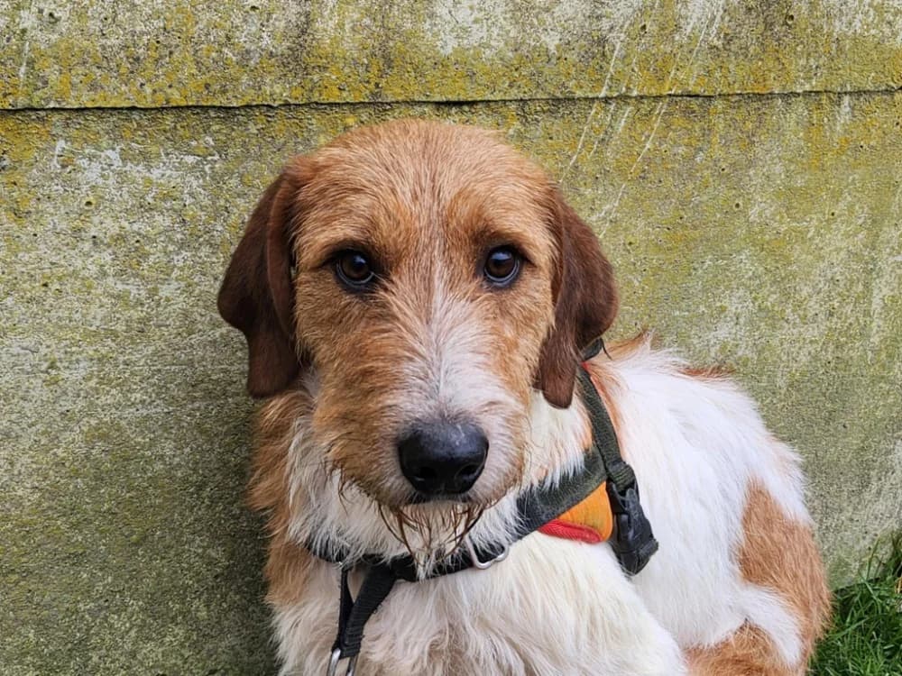 CROUTON, male young Mixed Breed for adoption at SPA Tours (Luynes), Tours