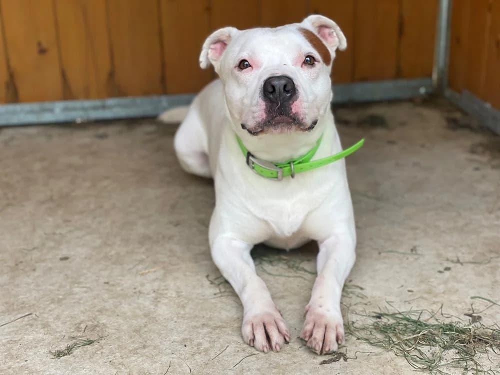 MONTDORG, male 5yo Mixed Breed for adoption at SPA Le Mans (Yvré-L'Évêque)