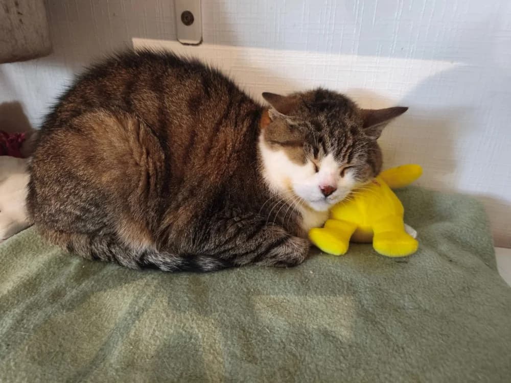 SONETTE (FR), male senior mixed breed for adoption at SPA Rennes, Rennes