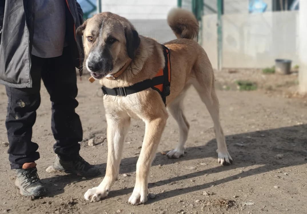 MANNY, male young mixed breed for adoption at SPA Lézignan-Corbières, Lezignan