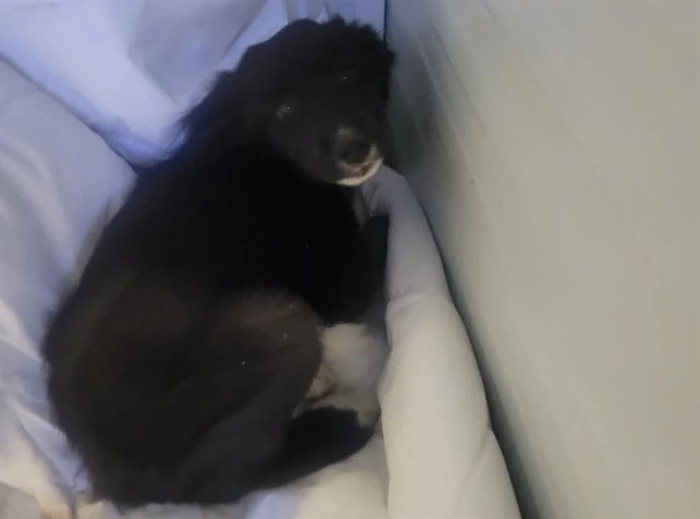 PAOLO (Réservé), male young Border Collie for adoption at SPA Albi (Le Garric), Albi