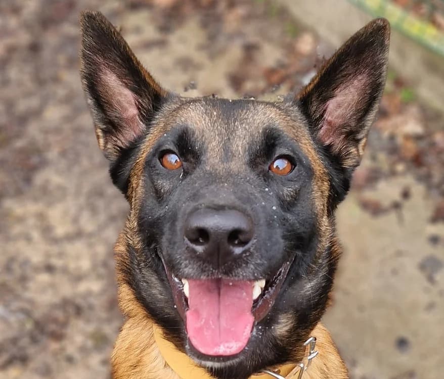 JUNE 2, male young Belgian Malinois for adoption at SPA Tours (Luynes), Tours