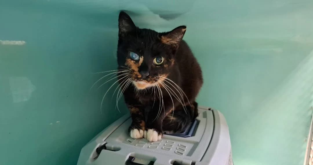 TRESOR, female 3yo mixed breed for adoption at SPA Arras (Tilloy), Arras