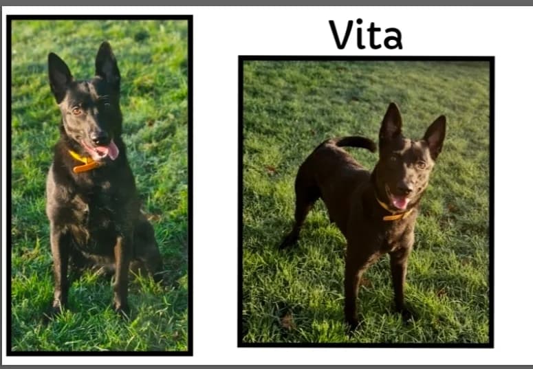 VITA, female young mixed breed for adoption at SPA Cherbourg (Cotentin), Cherbourg
