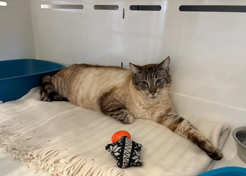 Nougat, male 6yo Siamese for adoption at SPA Lézignan-Corbières, Lezignan