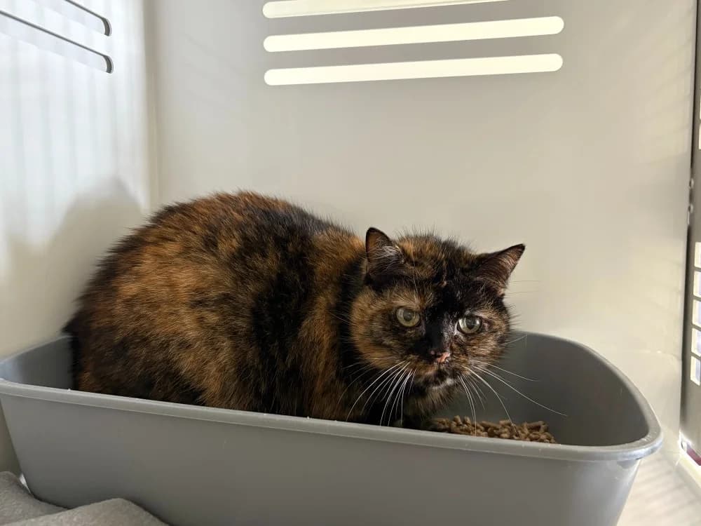 Titi, female 6yo mixed breed for adoption at SPA Lézignan-Corbières, Lezignan