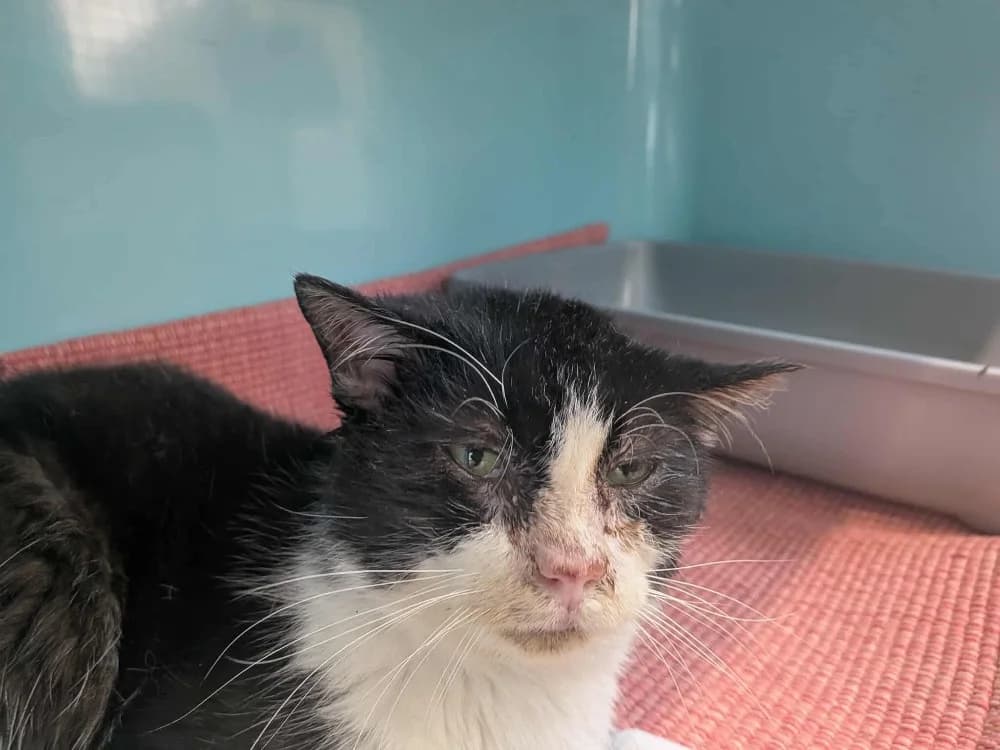 CROUSTILLON ( FIV + ), male senior mixed breed for adoption at SPA Saint-Omer, Omer