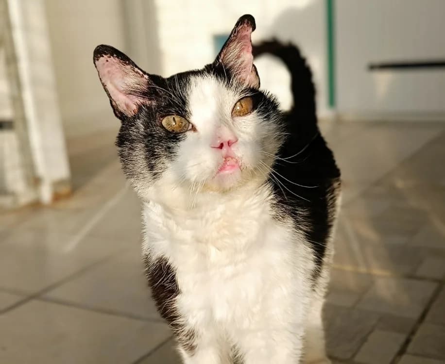 Kerby, male senior Mixed Breed for adoption at Le Bois Pinson), Bois Pinson