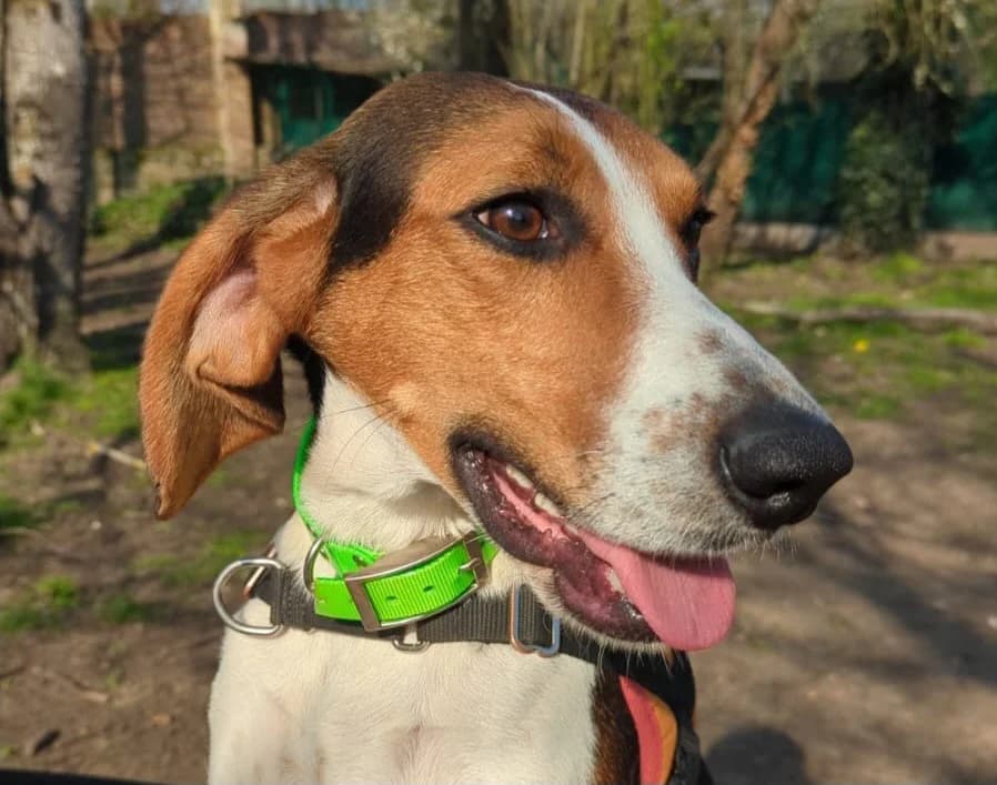 SANGLIER, male 4yo Mixed Breed for adoption at SPA Le Mans (Yvré-L'Évêque)