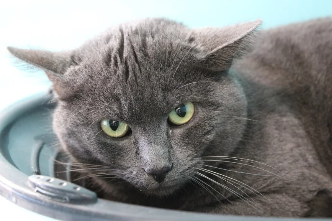 Miko, male 4yo mixed breed for adoption at SPA Cabourg, Cabourg