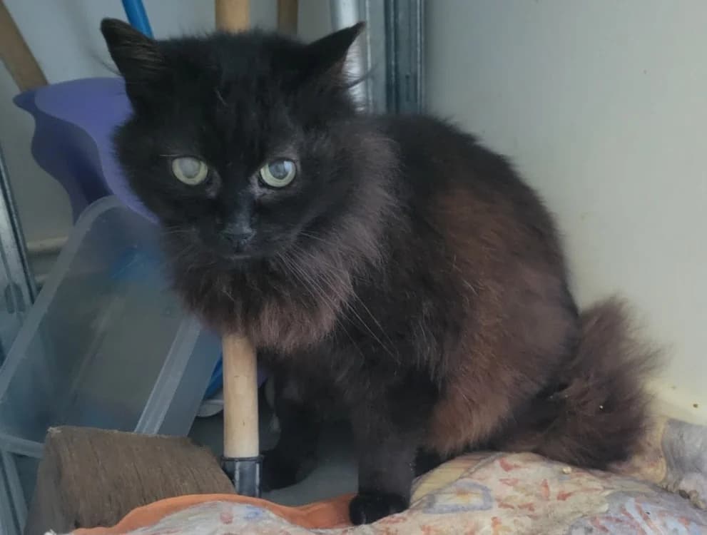 PASTILLE, female 5yo mixed breed for adoption at SPA Albi (Le Garric), Albi