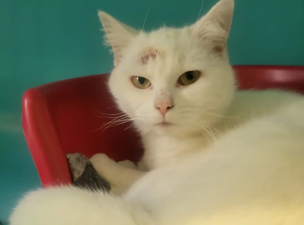 Charlie, female 4yo mixed breed for adoption at SPA Albi (Le Garric), Albi
