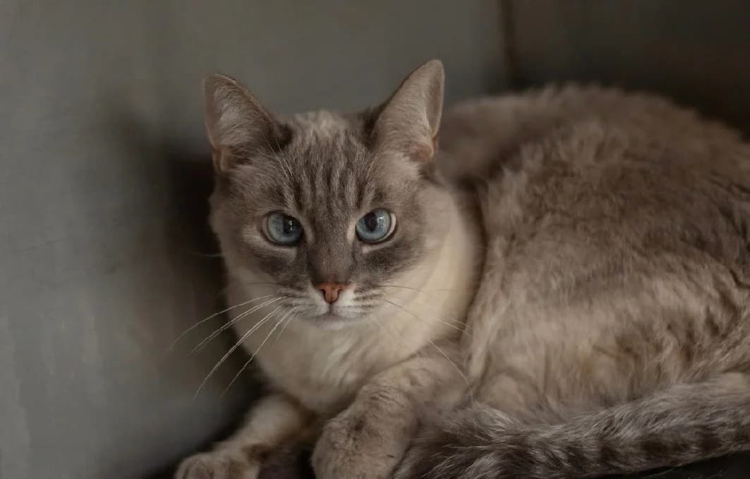 Edelweiss, female senior mixed breed for adoption at SPA Vannes, Vannes