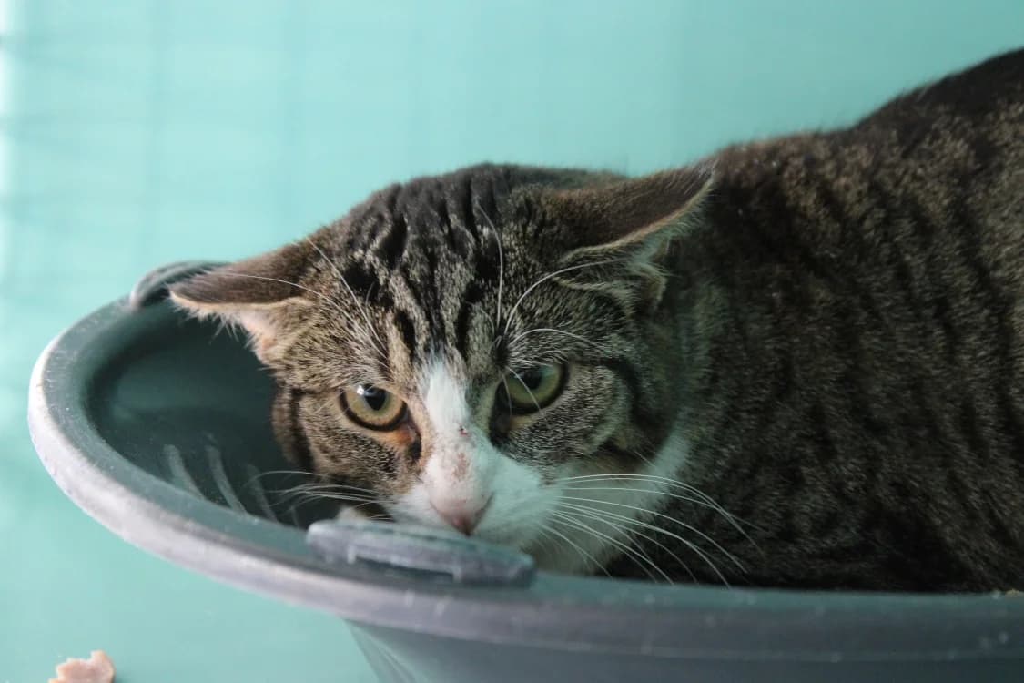 Tremblotte, female young mixed breed for adoption at SPA Cabourg, Cabourg