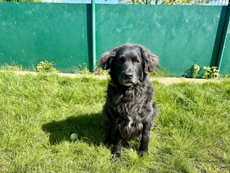 TOM, male senior Labrador Retriever for adoption at Jean Leriche), Moree