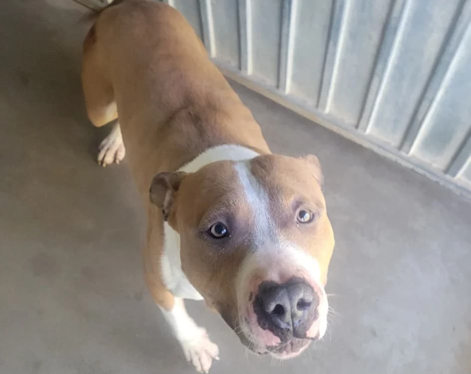 TONOWARI, male young Mixed Breed for adoption at SPA Albi (Le Garric), Albi