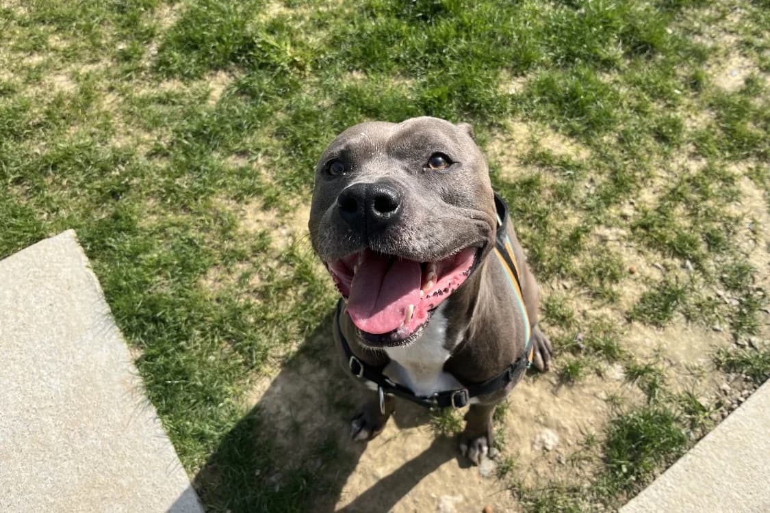 SULTAN, male 5yo American Staffordshire Terrier for adoption at SPA Rennes, Rennes