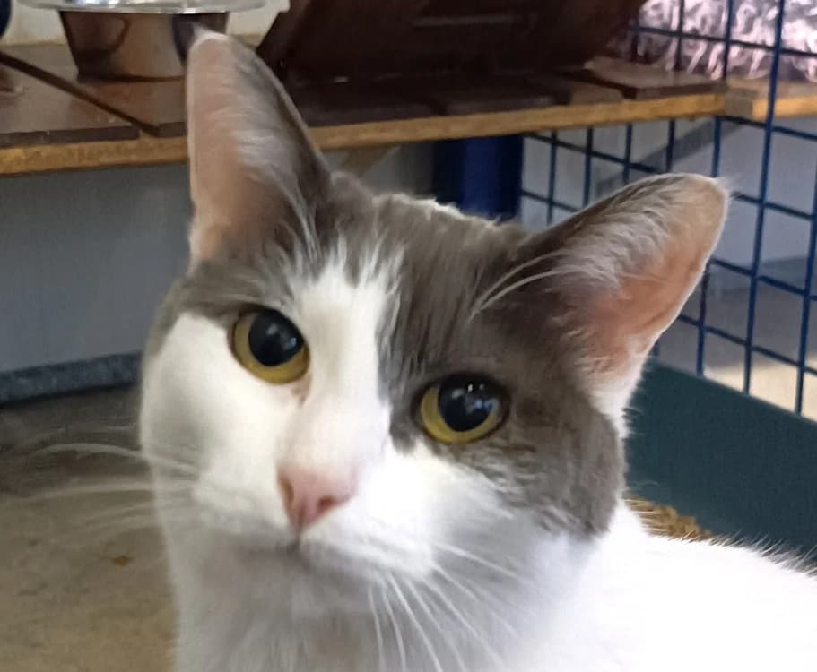 CHIPIE, female senior Mixed Breed for adoption at SPA Vitré, Vitre