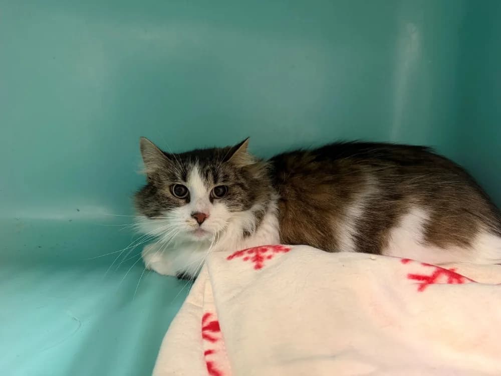 frimousse, female mixed breed for adoption at Chameyrat), Tulle