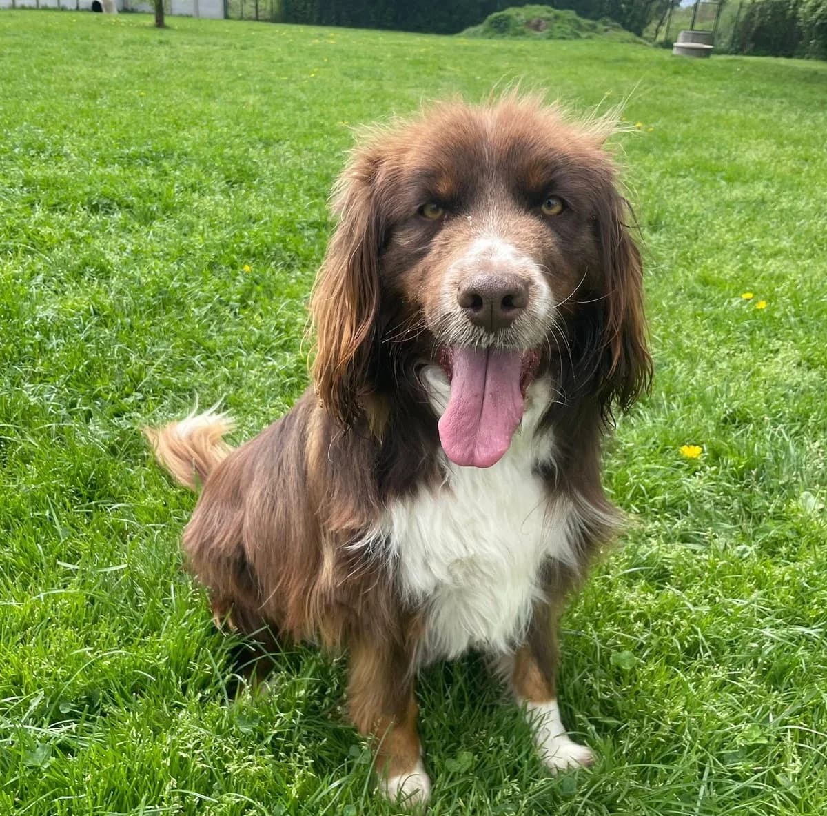 Shaka, puppy French Spaniel for adoption at Fondation Assistance aux Animaux, Paris