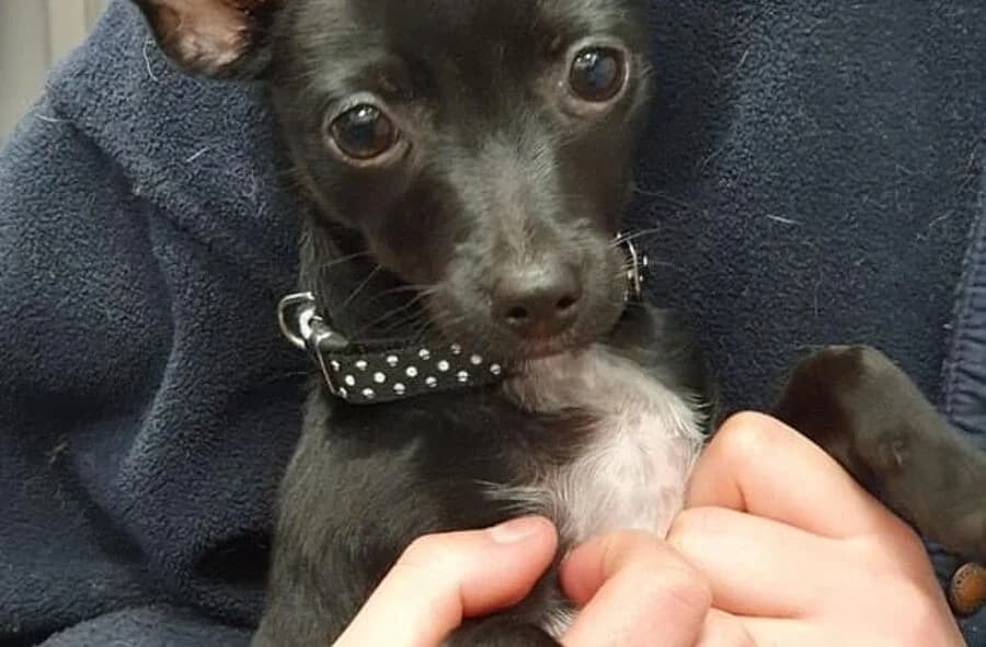Trevor, male 4yo Chihuahua for adoption at 30 Millions d'Amis, Paris