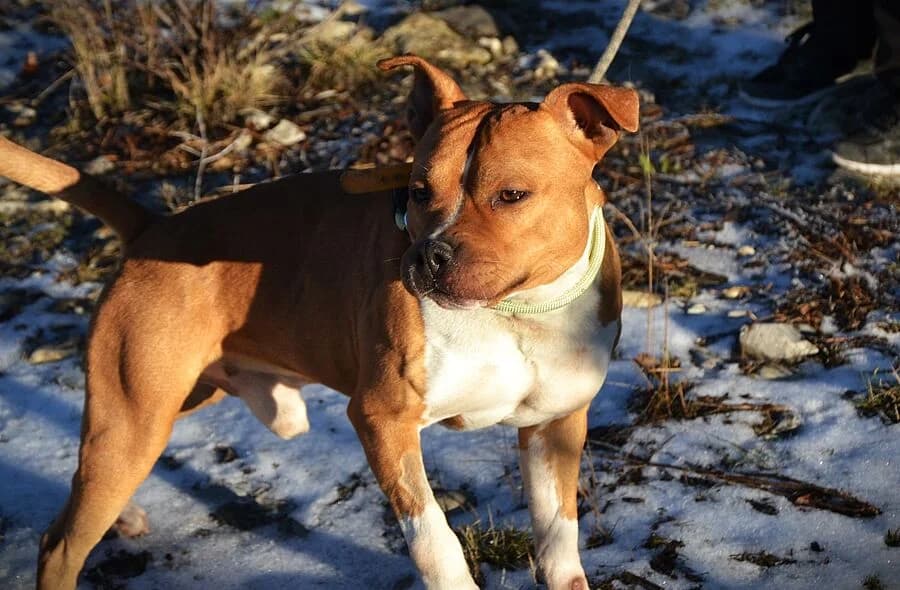 Versace, male 4yo American Staffordshire Terrier for adoption at 30 Millions d'Amis, Paris