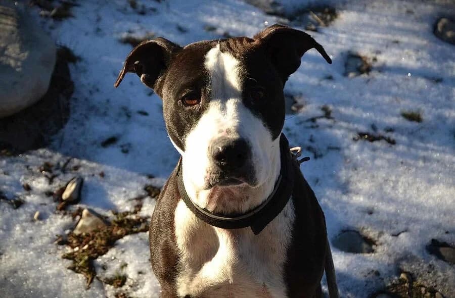 Ness, female 4yo American Staffordshire Terrier for adoption at 30 Millions d'Amis, Paris