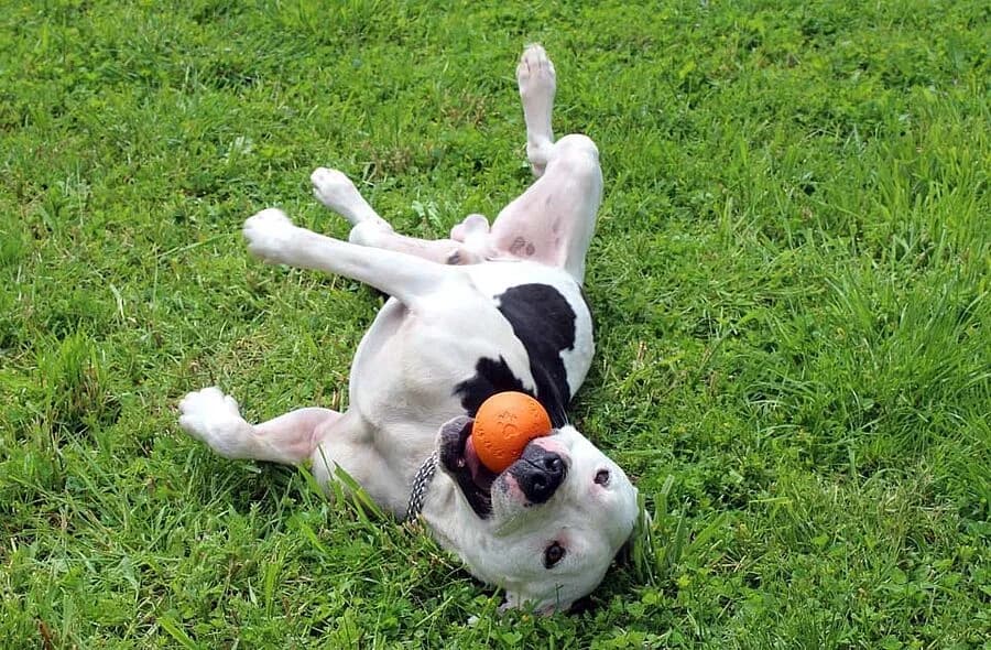 Golo, male 4yo American Staffordshire Terrier for adoption at 30 Millions d'Amis, Paris
