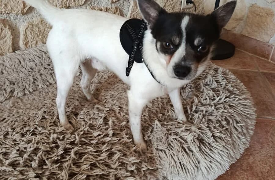 Ulysse, male 4yo Chihuahua for adoption at 30 Millions d'Amis, Paris