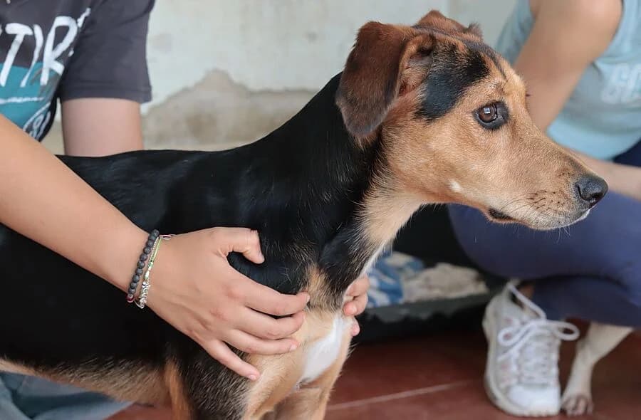 Vega, female 4yo Mixed Breed for adoption at 30 Millions d'Amis, Paris