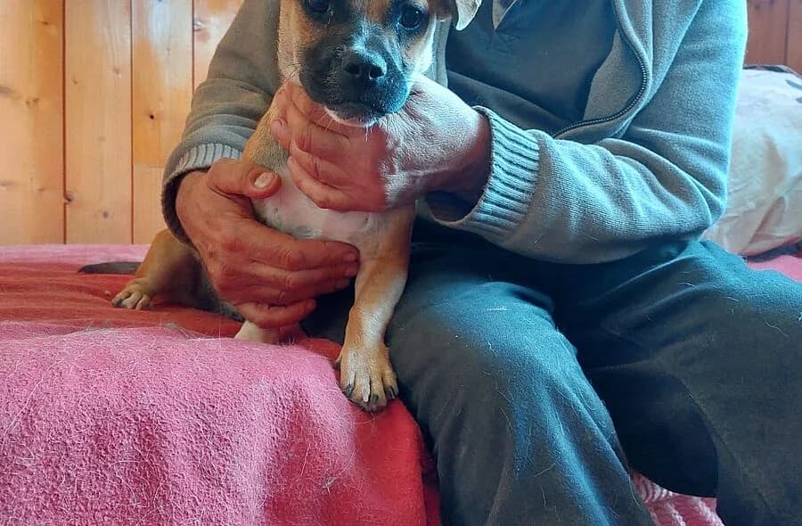 Bolita, female 4yo Mixed Breed for adoption at 30 Millions d'Amis, Paris