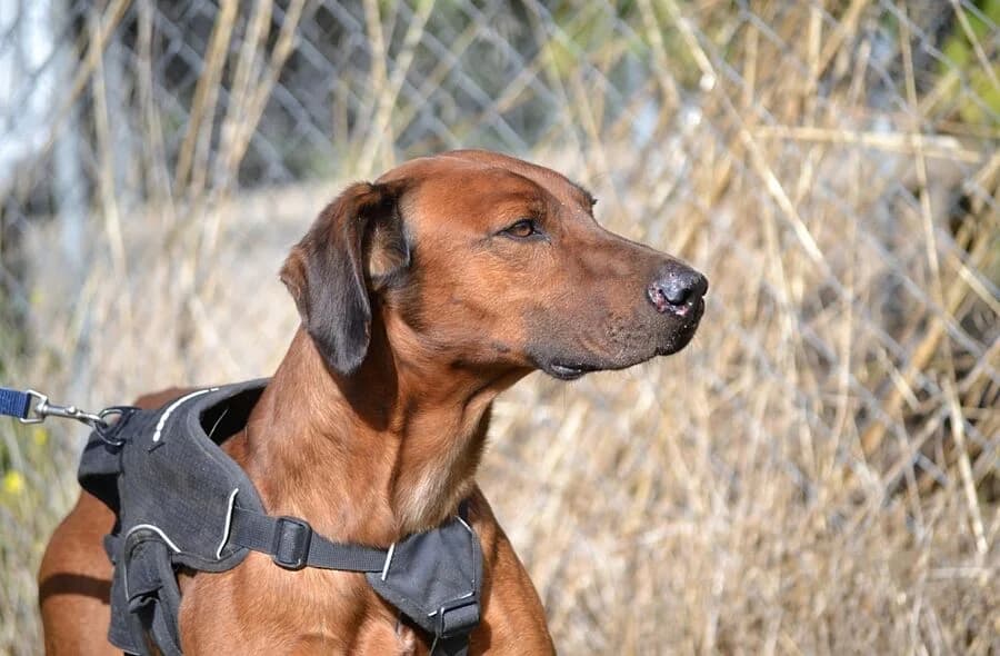 Tino, male puppy Mixed Breed for adoption at 30 Millions d'Amis, Paris