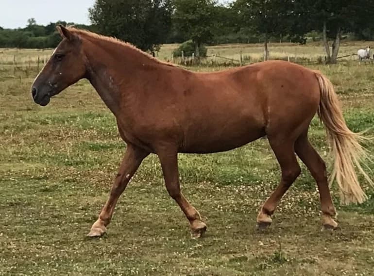 INDIENNE (19), female senior mixed breed for adoption at SPA Grand Refuge de Pervenchères, Pervencheres