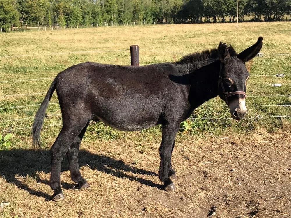 Noirot, male senior mixed breed for adoption at SPA Grand Refuge de Pervenchères, Pervencheres