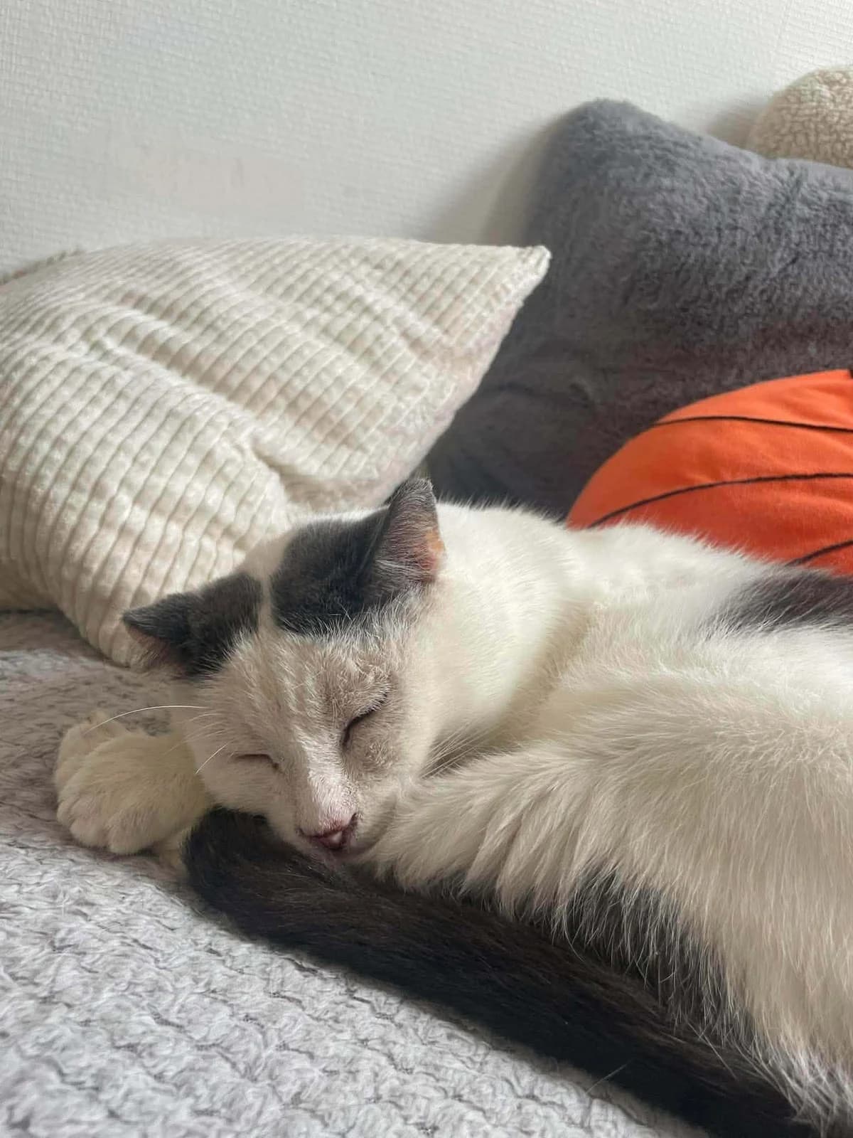 Croquette, male 6yo Mixed Breed for adoption at 1000 & Une Aventures de Chats