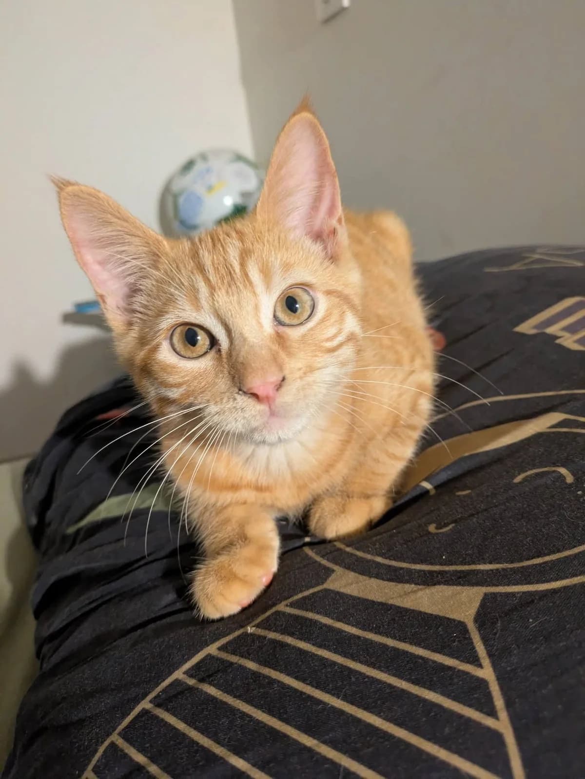 Nougat, male Mixed Breed for adoption at 1000 & Une Aventures de Chats