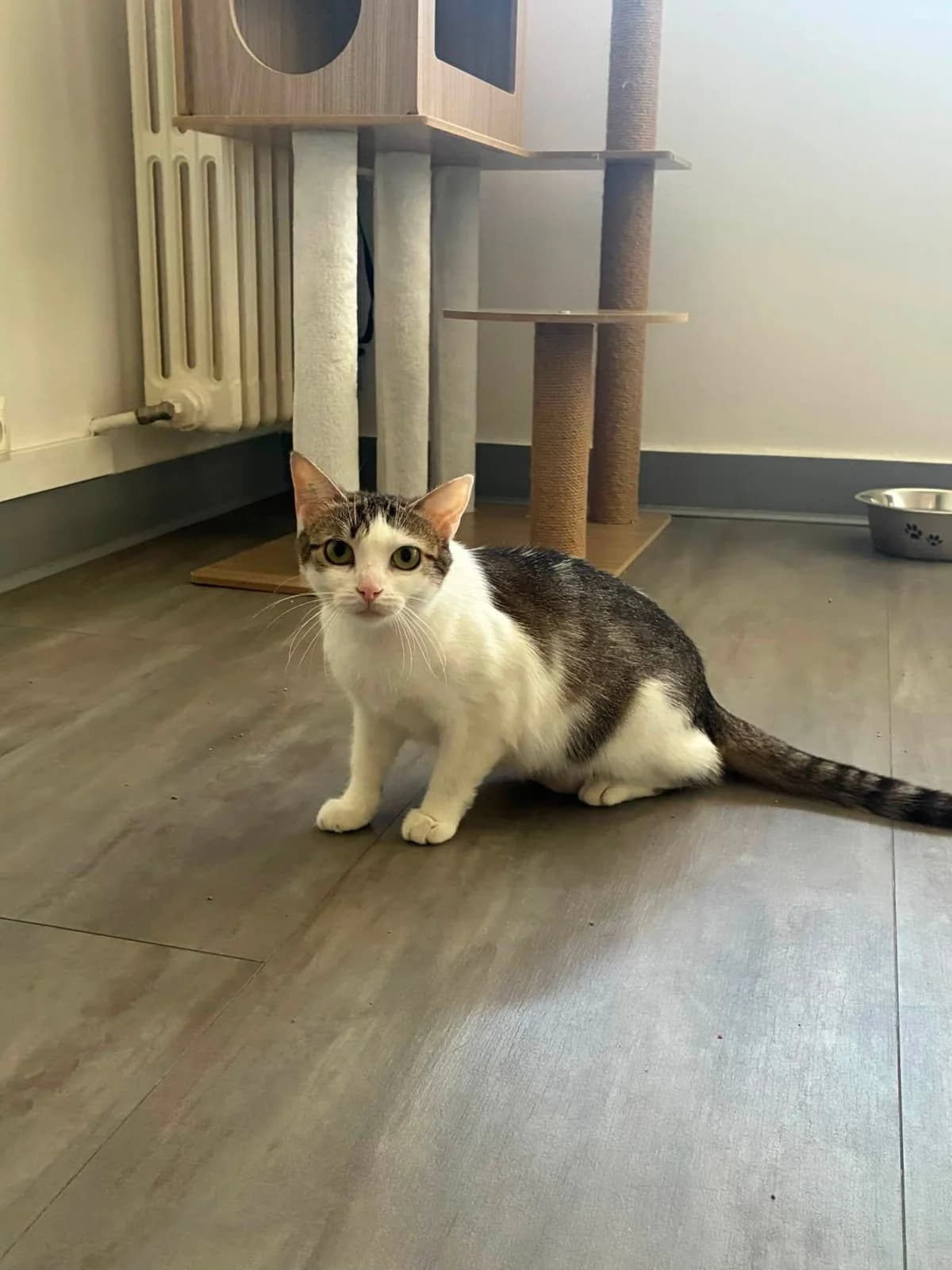 Moka, young Mixed Breed for adoption at 1000 & Une Aventures de Chats