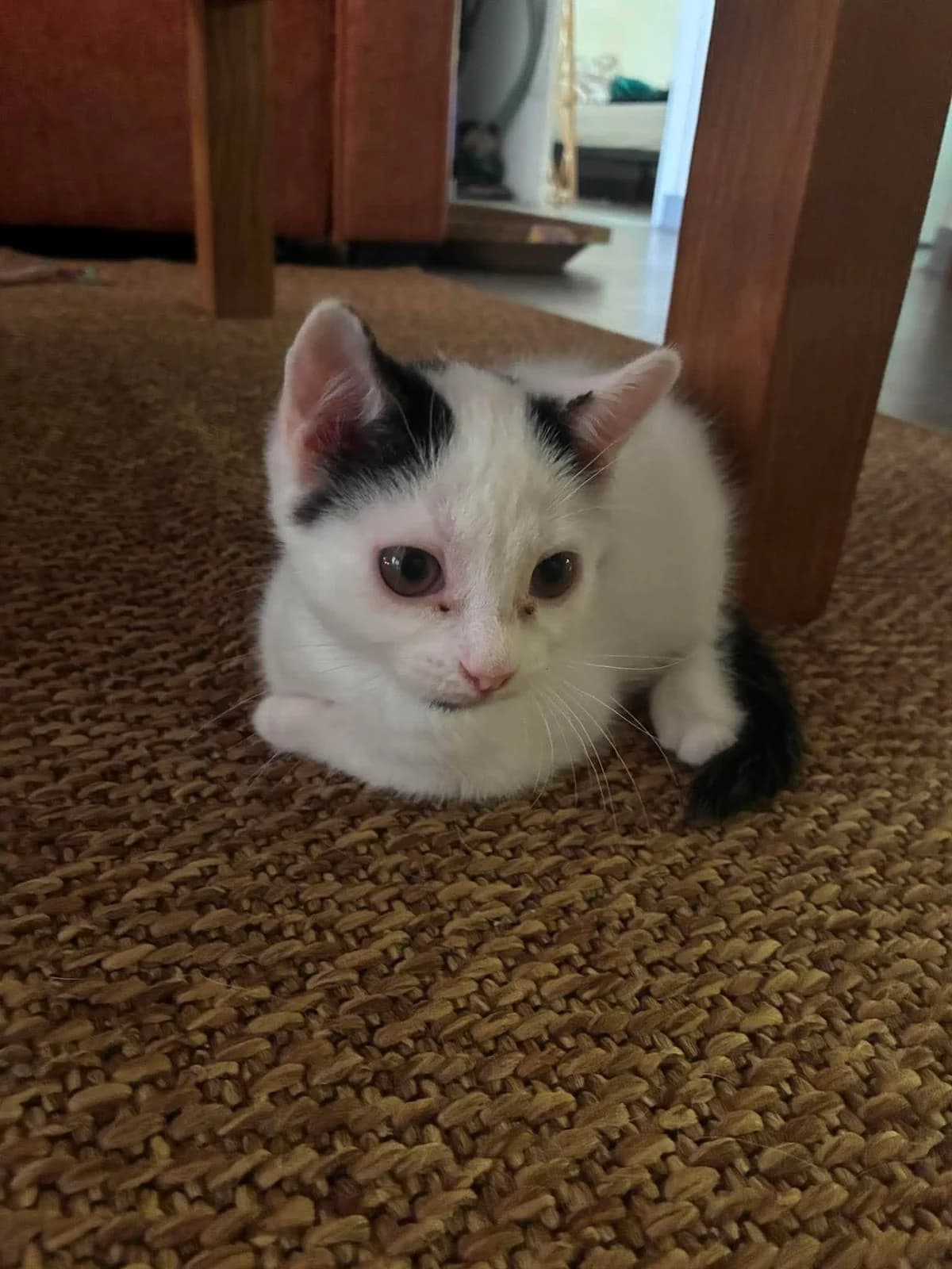 Berlioz, male puppy Mixed Breed for adoption at 1000 & Une Aventures de Chats