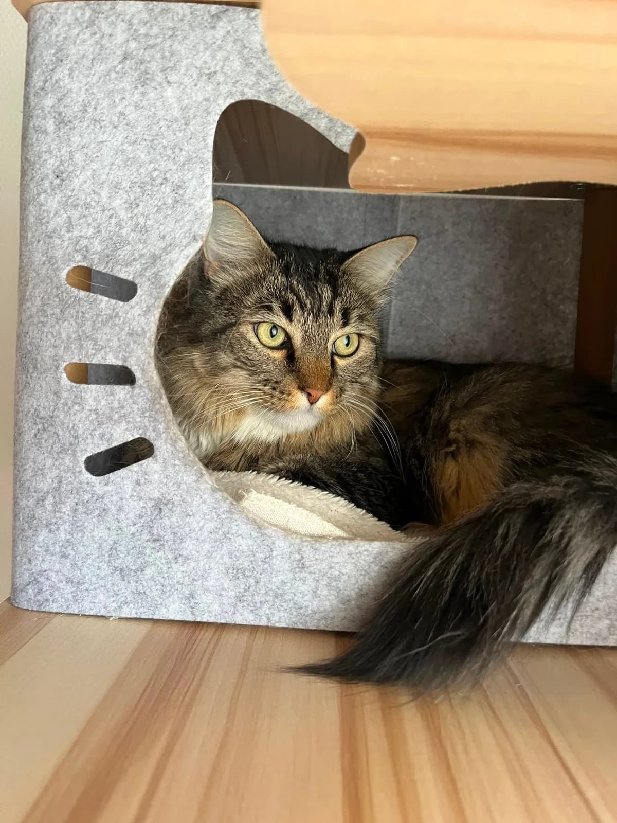 Bloom, male 3yo Mixed Breed for adoption at 1000 & Une Aventures de Chats