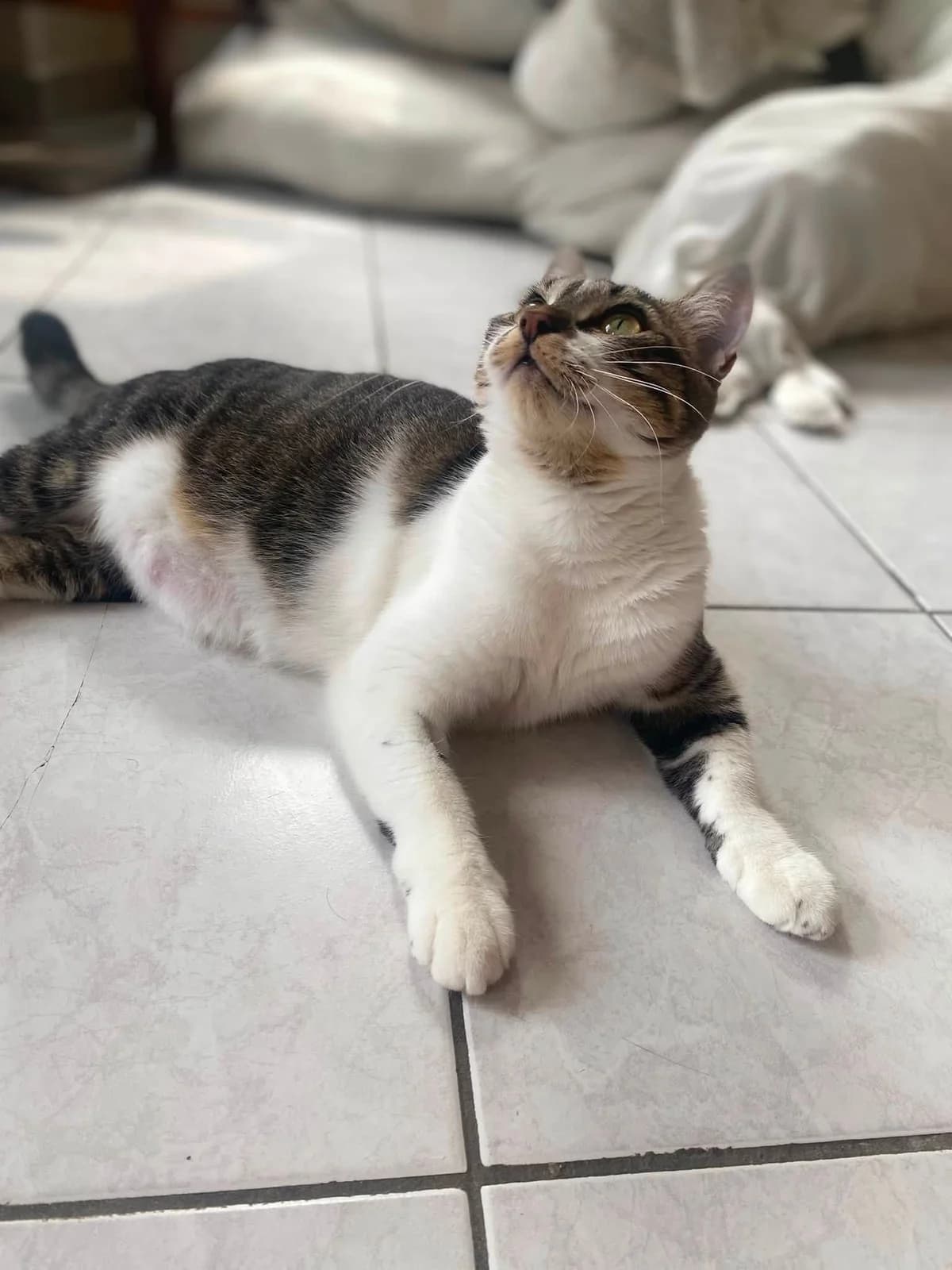 Bretzel, young Mixed Breed for adoption at 1000 & Une Aventures de Chats