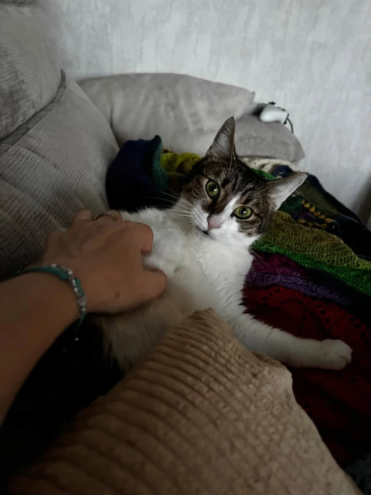 Milo, male 4yo Mixed Breed for adoption at 1000 & Une Aventures de Chats