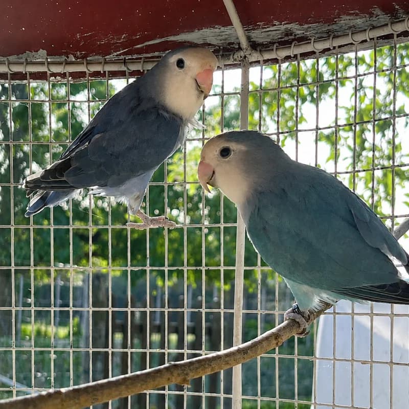 Inseparables rosegorges, mixed breed for adoption at 1001 Âmes Animales