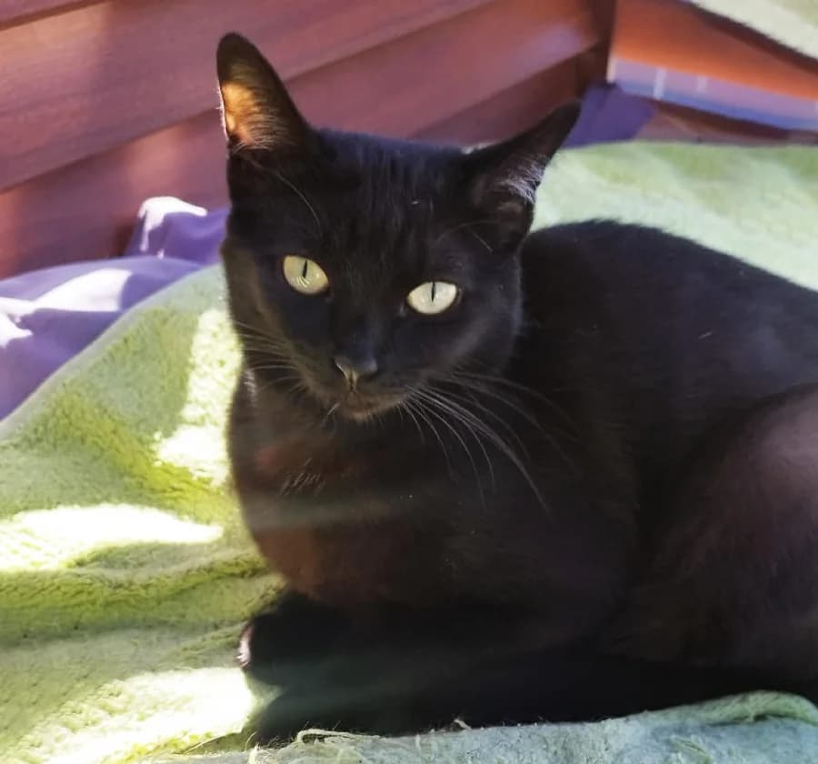 Arwen, female young Mixed Breed for adoption at 1001 Âmes Animales