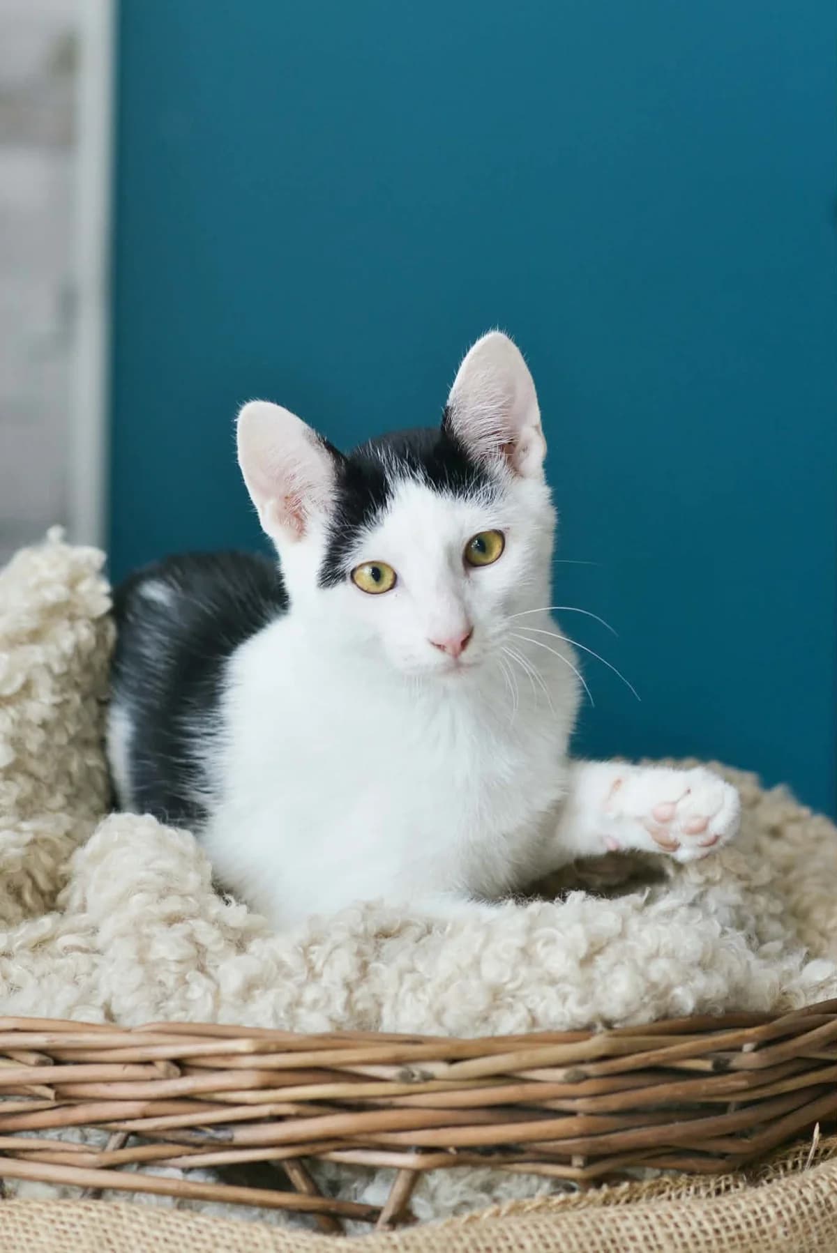 Bouba, male puppy Mixed Breed for adoption at 1001 Âmes Animales