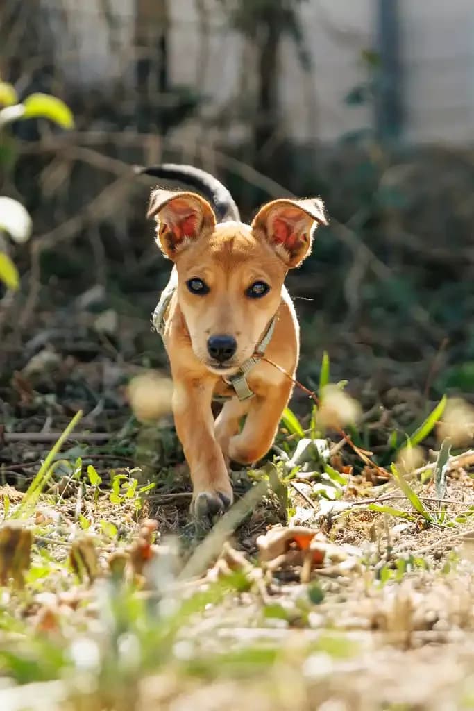 Baika, female puppy Jack Russell Terrier for adoption at 1001 Âmes Animales